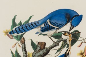 Blue Jay familly